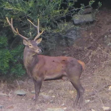 Апартаменты Borgo *