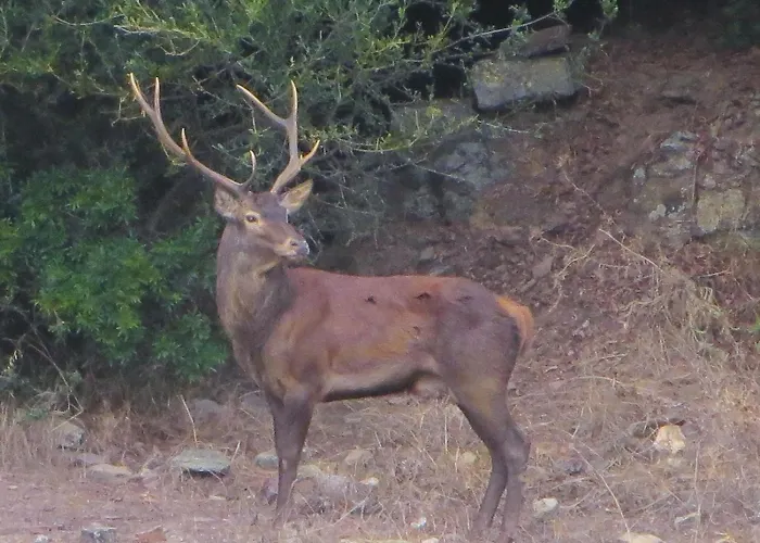 Διαμέρισμα Borgo *